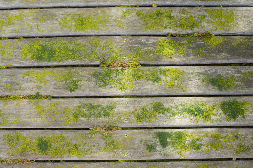 ONE + / Машина щеточная RYOBI RY18PCB-0 (без батареи)